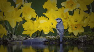 Microsoft Bing Wallpaper - Bird by Water