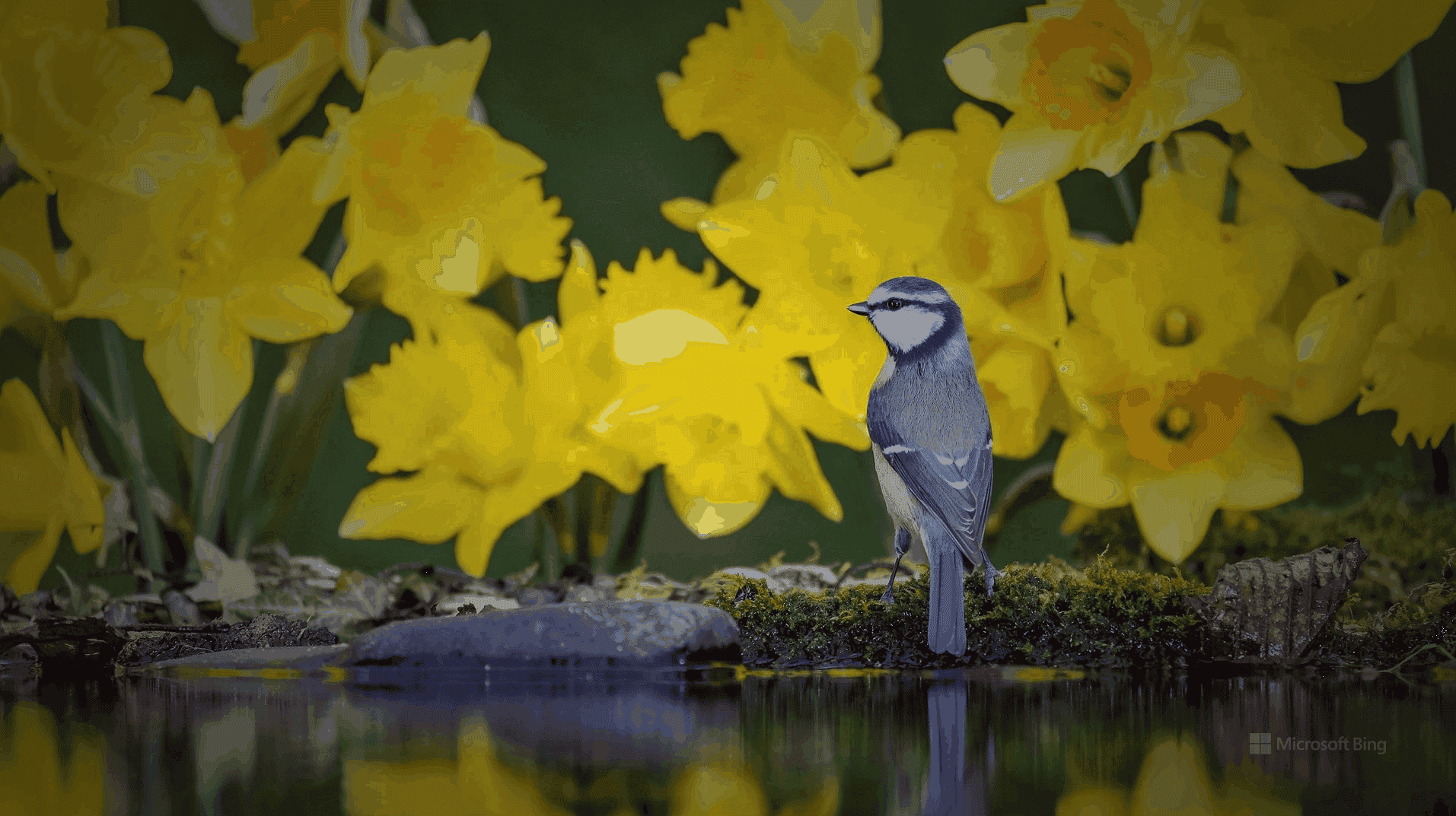 Microsoft Bing Wallpaper Explore The World One Photo At A Time