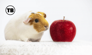 Super Top Tech For Your Pampered Pet Guinea Pigs